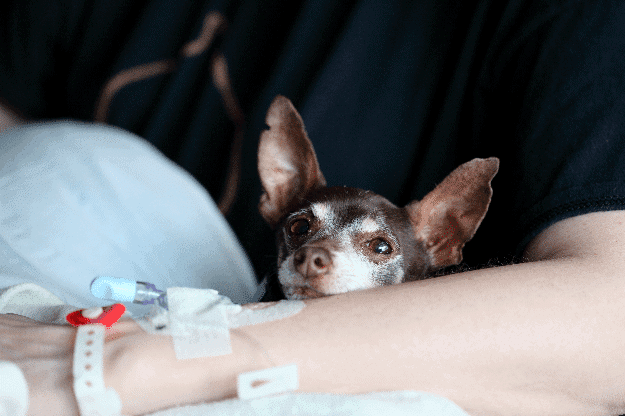 Is Painting Dangerous To Pets? Keep Them Safe