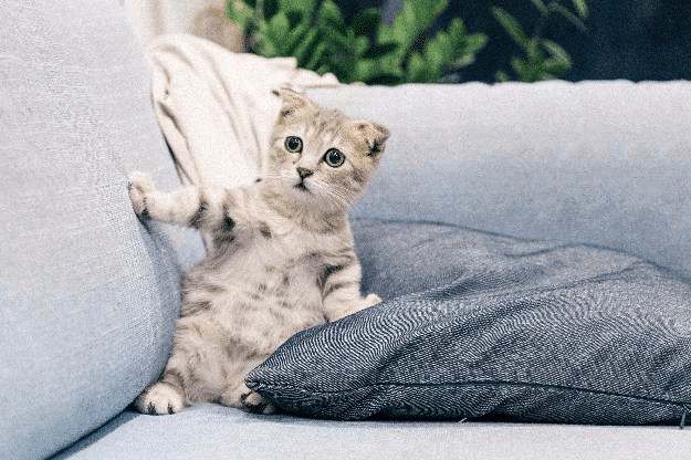 Is Painting Dangerous to Pets